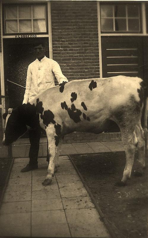 Personalia-Ritthem-2306.jpg - Piet Willemse met koe die geslacht moet worden in de slagerij van Lobbezoo